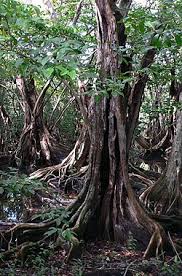 Image result for Pterocarpus megalocarpus
