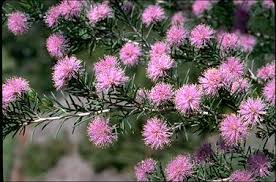 Image result for Acacia pentagona