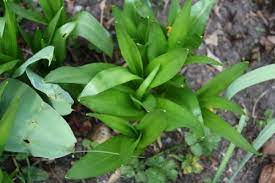 Pflanzen und tiere in deutschland. Herbstzeitlose Waterlily Colchicum Autumnale Pflanzenwiki