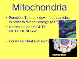 Animal cells mitochondria plant cells. Cell Organelles Ls 2a I Will Understand Cell Structure And Organelles Ppt Video Online Download