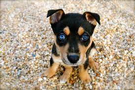 Make things easy · newest look · try it free · results in seconds Potential Causes Of Problems In Pet Store Puppies