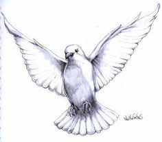 Pencil Drawing Pigeon Fly Google Zoeken Dove Drawing Pigeon Tattoo Drawing Sketches