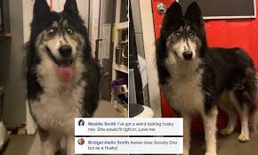We here at husky dog lovers understand that. Cross Eyed Husky Is Adopted After Photos Of Her Went Viral On Facebook Daily Mail Online