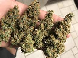 How to choose the right medical marijuana strain? Og Kush Strain Information Og Stands For Ocean Grown