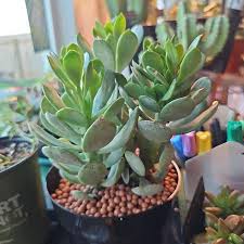 Image result for Kleinia