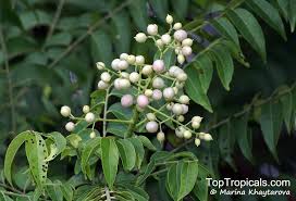 Image result for Clausena