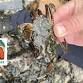 Introduction into Marine Citizen Science