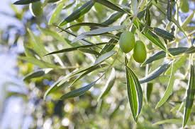 Image result for Gerrardinaceae