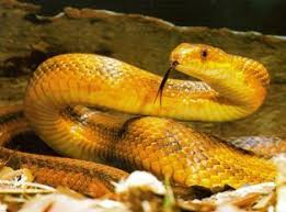 Black And Orange Striped Snake Florida Pin On My Snakes