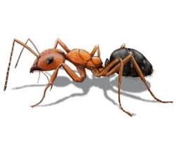 Pest management is not one of these. Field Ant Picture In 2021 Ants Insects Fire Ants