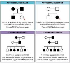 Pedigree Charts Inheritance Cheat Sheet Human Genetics