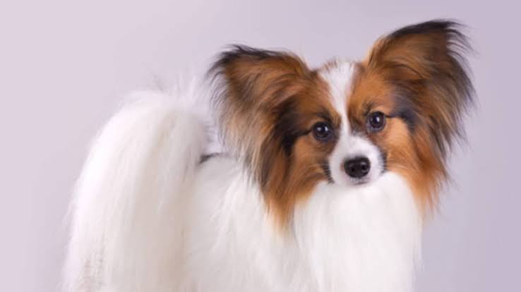 10 Fancy Facts About the Papillon