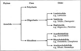 Phylum Annelida Habitat Features And Classification