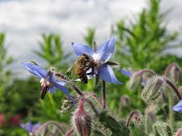 We did not find results for: Flowers That Attract Bees To Your Garden Appleyard London