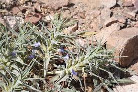 Image result for Blepharis bainesii