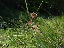 Image result for Bolboschoenus