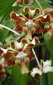 Image result for Schlechterina mitostemmatoides