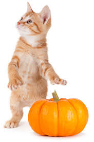 If symptoms persist for more than 4 hours or if they worsen or return, call the vet immediately. Is Pumpkin Good For Cats