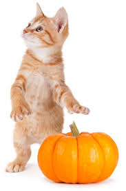 If symptoms persist for more than 4 hours or if they worsen or return, call the vet immediately. Is Pumpkin Good For Cats