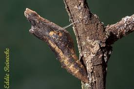 Image result for Deverra burchellii