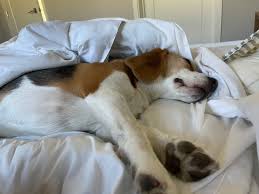 You can choose matching furniture from one of these bedroom series. Oliver The Beagle Oliverpbeagle Twitter