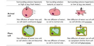 An increase in turgor pressure as the cell undergoes osmosis. Osmotic Effects On Animal Plant Cells Diffusion Of Water Cell Biology Animal Cell