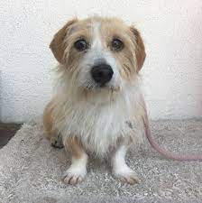 Adopt Mario On Petfinder Pet Adoption Scruffy Dogs Wire Haired Dachshund