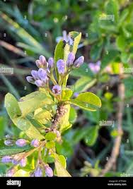 Image result for Ehretia rigida