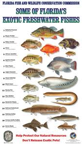 Freshwater Fish Aquariumfreshwaterfish Florida Fish Fish Freshwater Fish