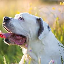 The american bulldog is a protective, strong and friendly companion, the perfect choice for a family american bulldog: American Bulldog Breed Info Pictures More