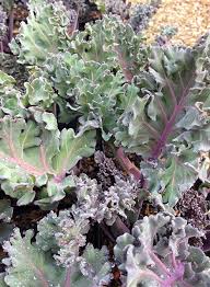 Image result for Crambe