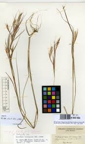 Image result for Andropogon fastigiatus
