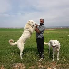 Akbash Shepherd Dogs Akbash Schaferhunde Panosundaki Pin