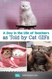 Are there any memes that are true about cats? A Day In The Life Of Teachers As Told By Cat Gifs Weareteachers