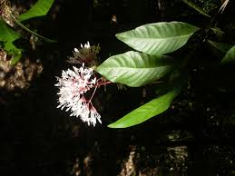 Image result for Pavetta hymenophylla