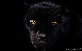 Black Jaguar Wallpapers Wallpaper Cave Black Panther Hd Wallpaper Black Panther Jaguar Wallpaper Find and download black jaguar wallpapers wallpapers, total 36 desktop background. black jaguar wallpapers wallpaper