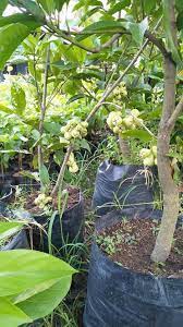 Sebenarnya sistem jual bibit tanaman secara online ini sudah ada yang melakukanya, namun jumlahnya tidak banyak dan tidak sebanding dengan permintaan. Jual Bibit Tanaman Online Lubuk Linggau Home Facebook