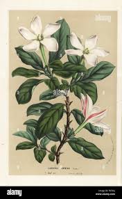 Image result for Hyperacanthus amoenus