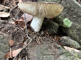 Image result for Russula variata