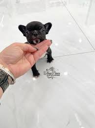 The prices are simply dependant upon various reasons including pedigree, breeder experience, coat color and some other factors. Almas Micro Tiny French Bulldog Tiny Paws