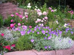Geranium Rozanne Garten Lavendel Garten Garten Ideen