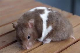 Black And White Syrian Hamster Hamstery Hairball Female Hamsters Syrian Hamster Hamster Cute Hamsters