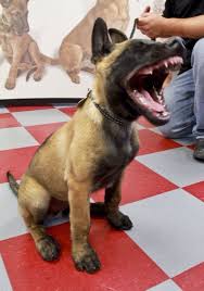 We did not find results for: 190 Belgian Ideas Belgian Shepherd Malinois Belgian Malinois