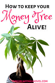 How To Keep Your Money Tree Alive Money Tree Plant Money Tree Plant Care Trees To Plant