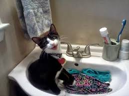 صور قطط مضحكة Animals Funny Animals Funny Animal Pictures