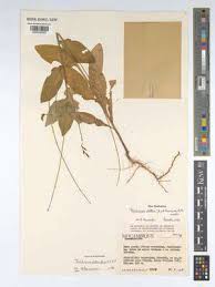 Image result for Tricliceras lanceolatum
