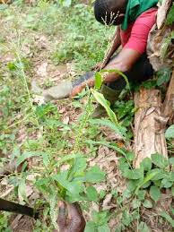 Image result for Urochloa xantholeuca