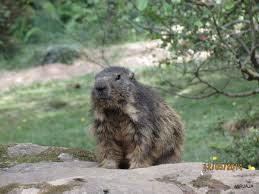 Les Marmottes Le Blog De Virjaja Marmotte Rongeur Animaux