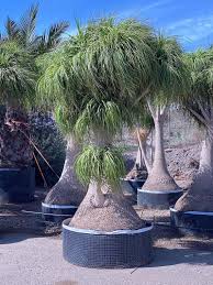 Image result for Beaucarnea recurvata
