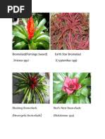 Image result for Summerhayesia zambesiaca